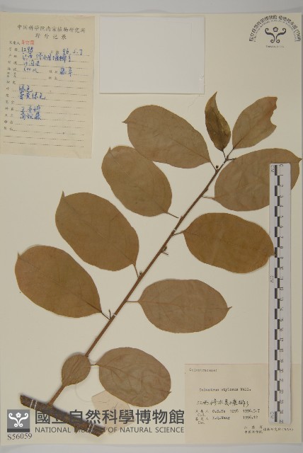 顯柱南蛇藤藏品圖，第1張