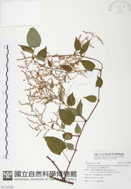 台灣何首烏藏品圖，第1張