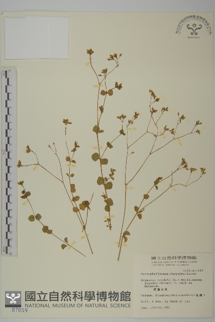 荷蓮豆草、菁芳草藏品圖，第1張