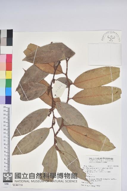 尖基木藜蘆藏品圖，第1張