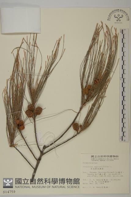 木麻黃藏品圖，第1張