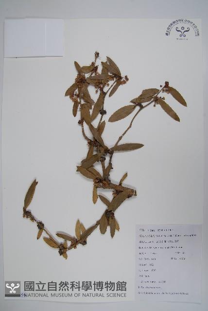 濠豬刺藏品圖，第1張