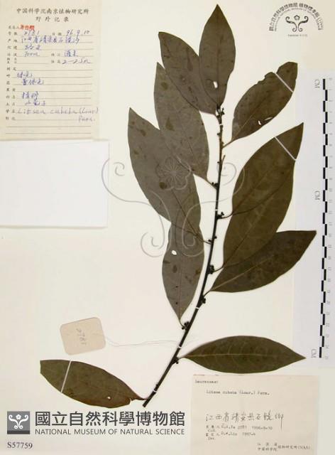 山胡椒藏品圖，第1張