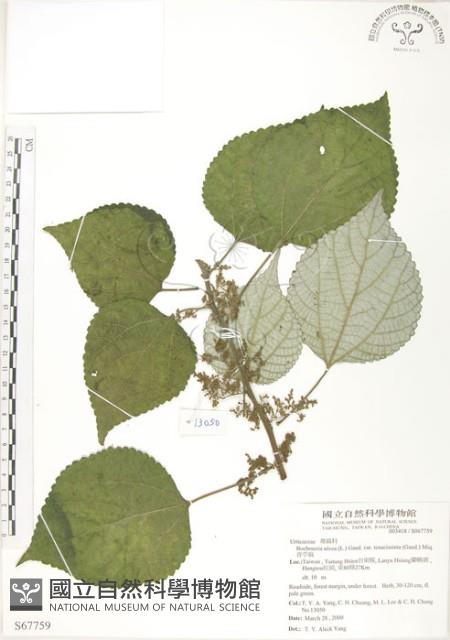 青苧麻藏品圖，第1張