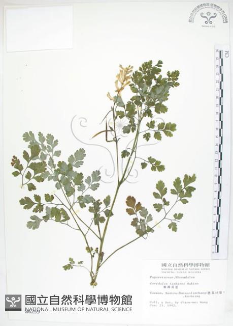 臺灣黃菫藏品圖，第1張