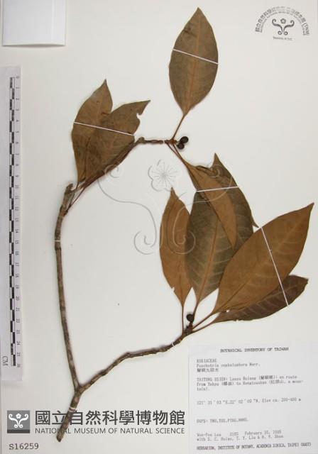 蘭嶼九節木藏品圖，第1張