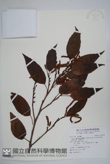 臺灣赤楊、臺灣榿木藏品圖，第1張