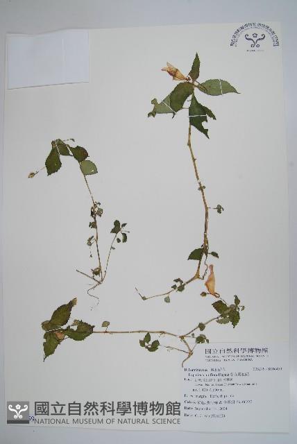 紫花鳳仙花藏品圖，第1張