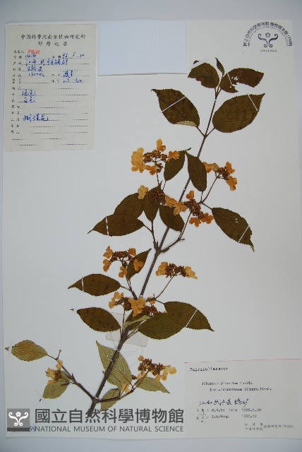蝴蠂莢迷藏品圖，第1張