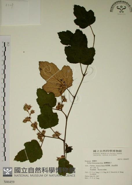 臺灣懸鉤子藏品圖，第1張