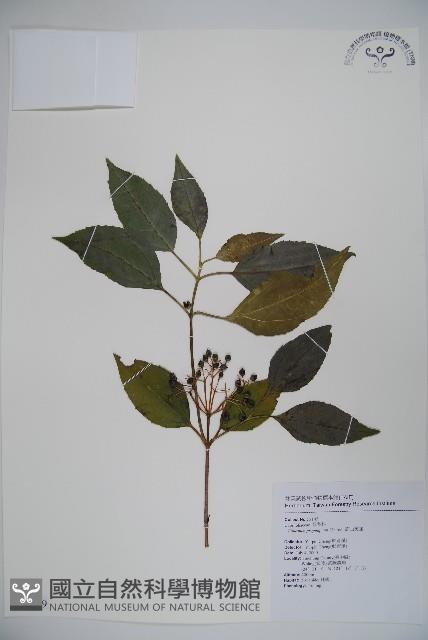 高山莢迷藏品圖，第1張