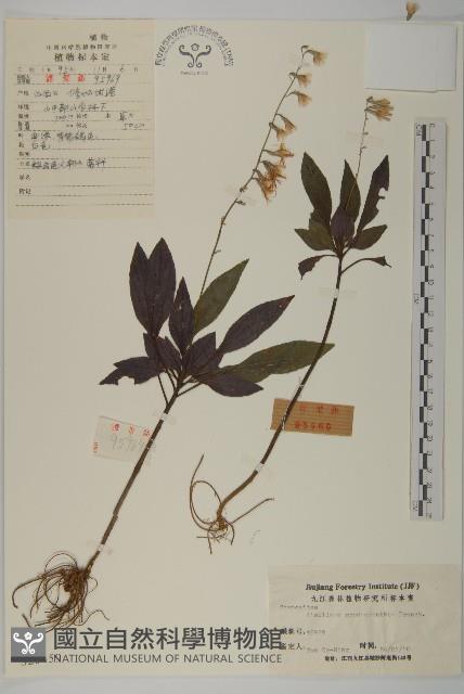 粗齒兔兒傘藏品圖，第1張