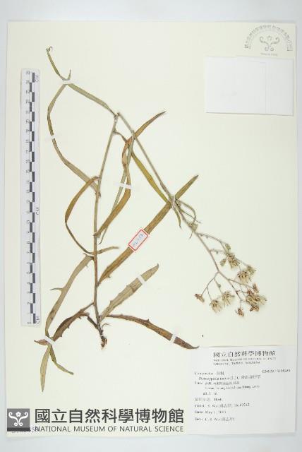 鵝仔草藏品圖，第1張