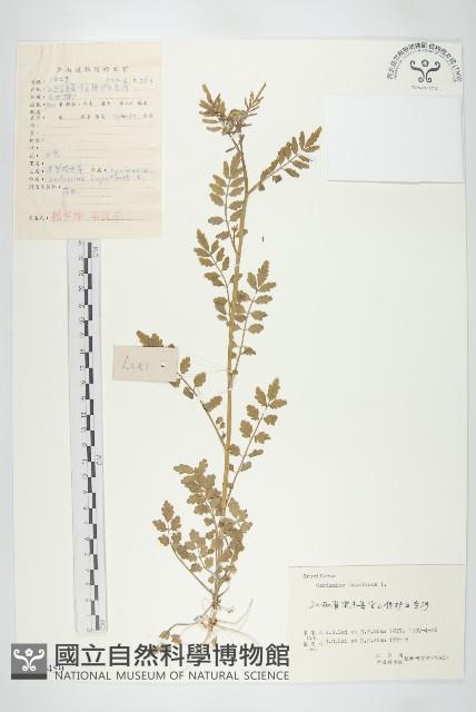 水花菜藏品圖，第1張