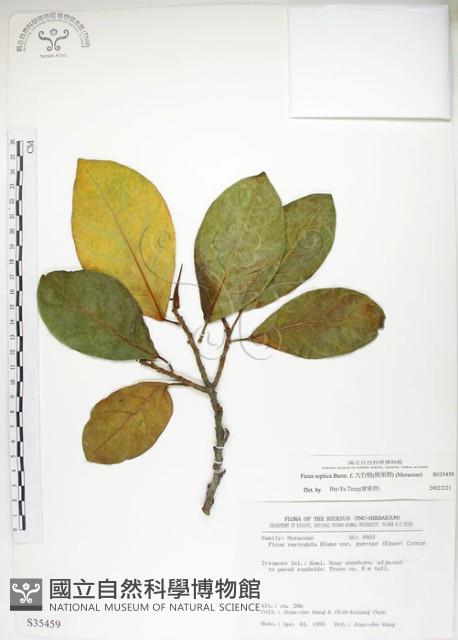 大冇榕、稜果榕藏品圖，第1張