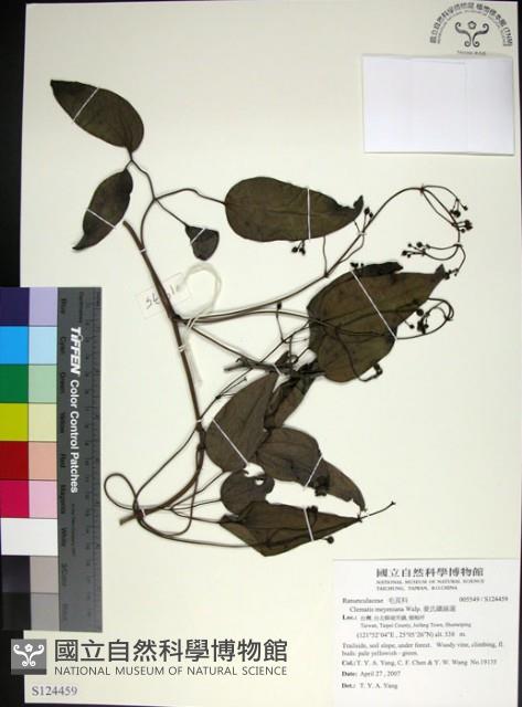 麥氏鐵線蓮藏品圖，第1張