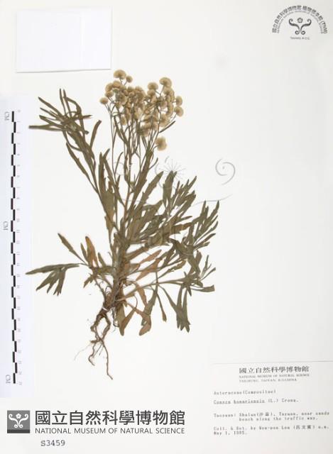 美洲假蓬藏品圖，第1張