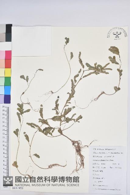 蜜柑草藏品圖，第1張