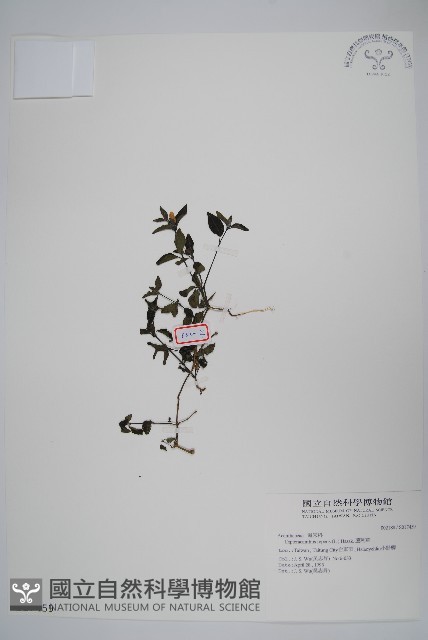 蘆利草藏品圖，第1張