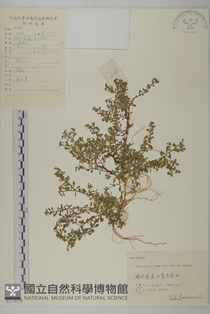 石胡荽、吐金草藏品圖，第1張