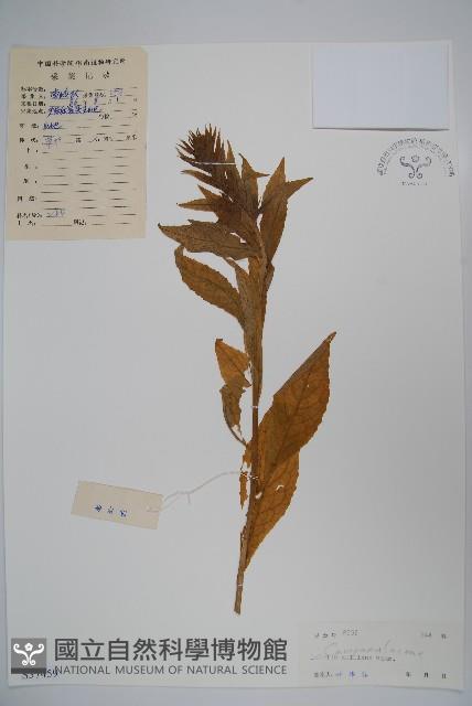 東南山梗菜藏品圖，第1張