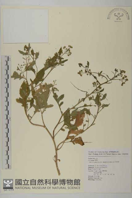 茯苓菜藏品圖，第1張