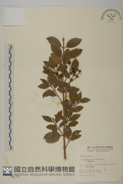 刺果衛矛藏品圖，第1張