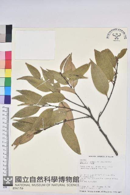 鋸葉長尾栲、白校欑藏品圖，第1張