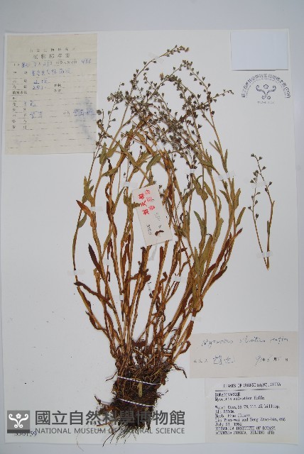 勿忘草藏品圖，第1張