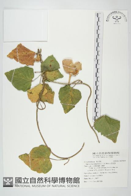 盒果藤藏品圖，第1張