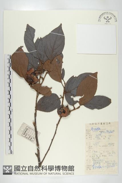 油柿藏品圖，第1張