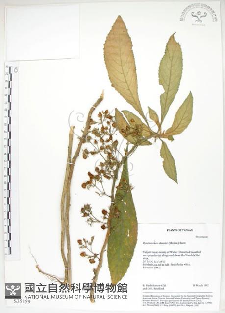 同蕊草、異色線柱苣苔藏品圖，第1張