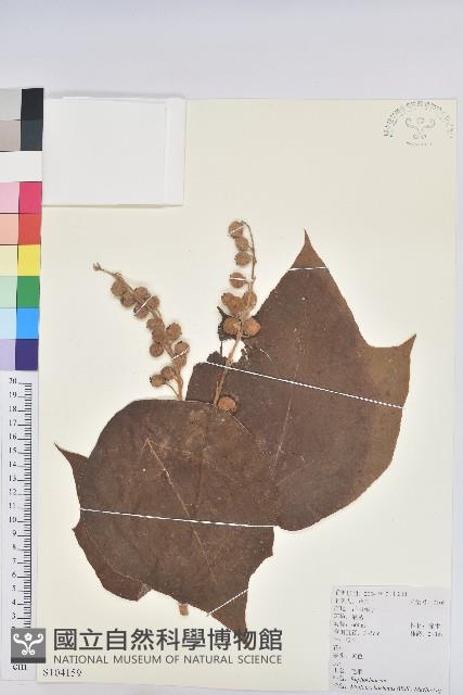 毛桐藏品圖，第1張