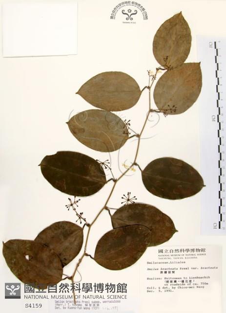 糙莖菝契藏品圖，第1張