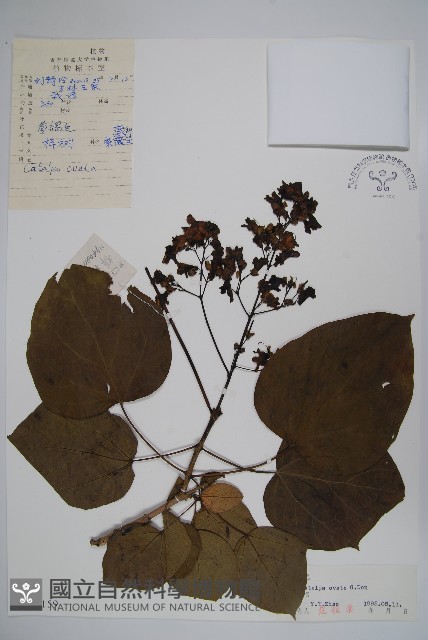 梓樹藏品圖，第1張