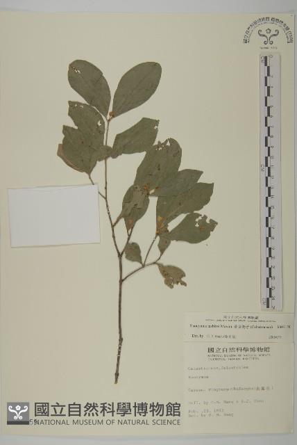 菱葉衛矛藏品圖，第1張