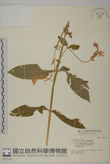 淺裂剪秋蘿藏品圖，第1張