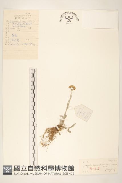 狗舌草藏品圖，第1張