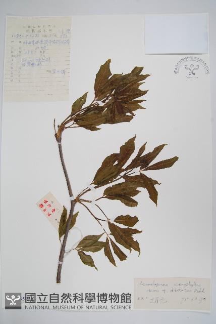 太白山五加藏品圖，第1張