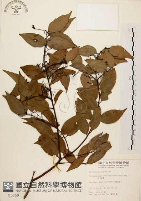 山肉桂、台灣肉桂藏品圖，第1張