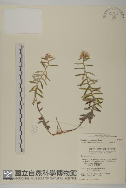 玉山抱莖籟簫藏品圖，第1張