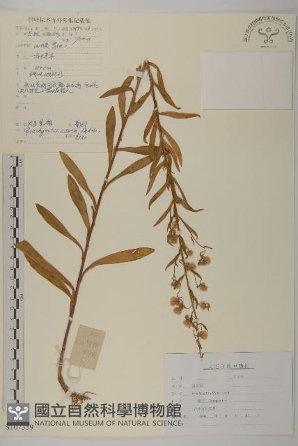 短星菊藏品圖，第1張