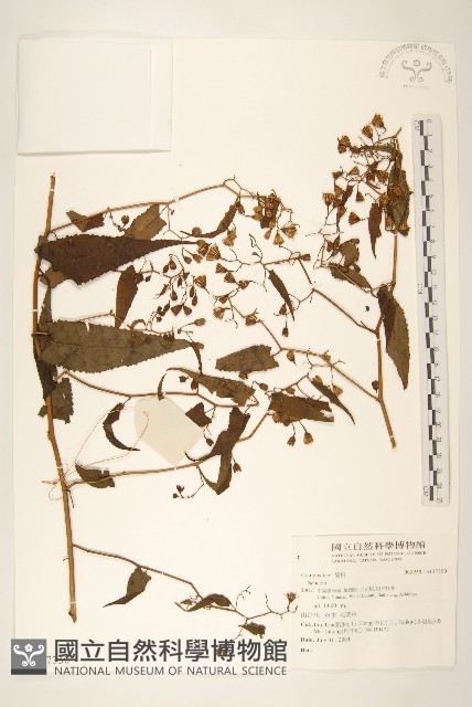 登錄號:S137359藏品圖，第1張