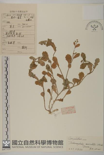 魚眼菊藏品圖，第1張