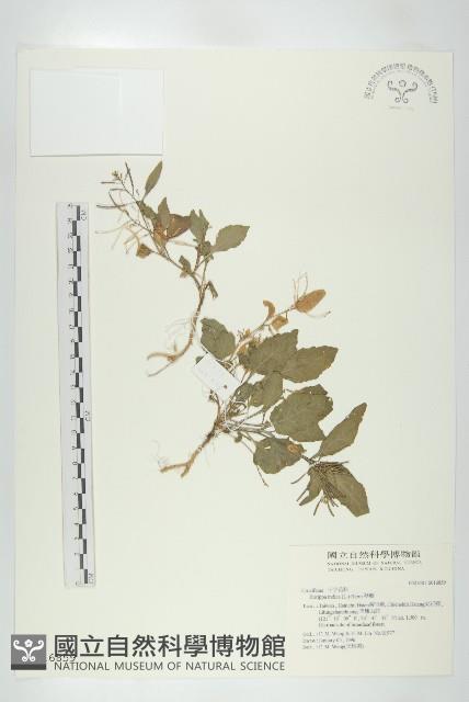 葶藶藏品圖，第1張