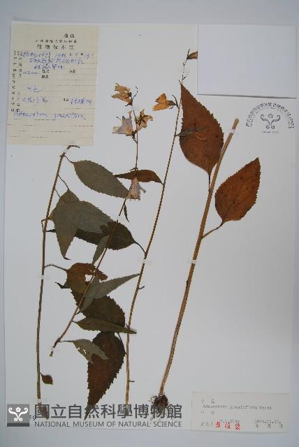 大花沙參藏品圖，第1張