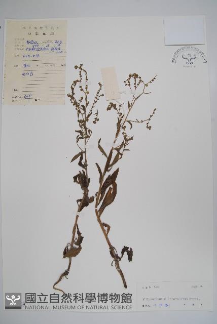 小花倒提壺藏品圖，第1張