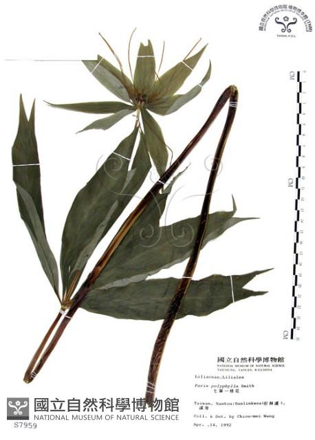 七葉一枝花藏品圖，第1張