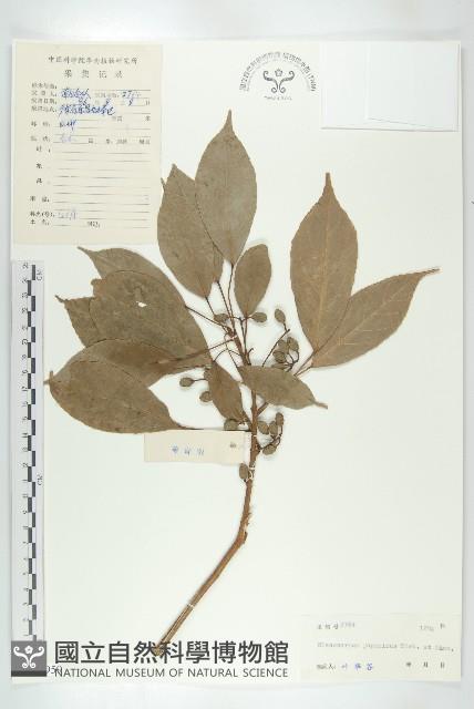 薯豆藏品圖，第1張