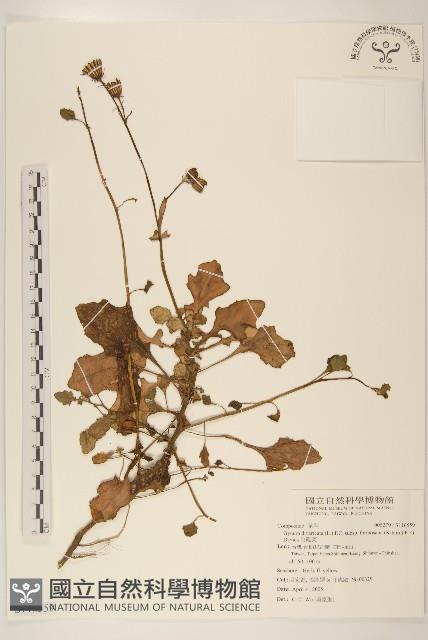 白鳳菜藏品圖，第1張